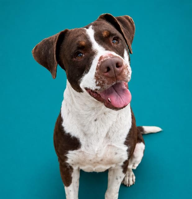 Godiva - Pit Bull Terrier
