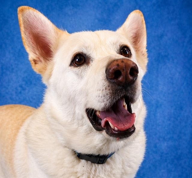 Casper - German Shepherd Dog