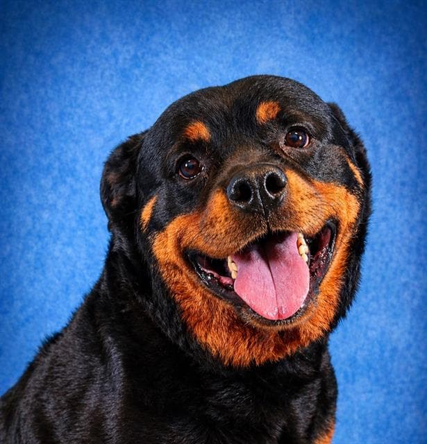 Cali - Rottweiler