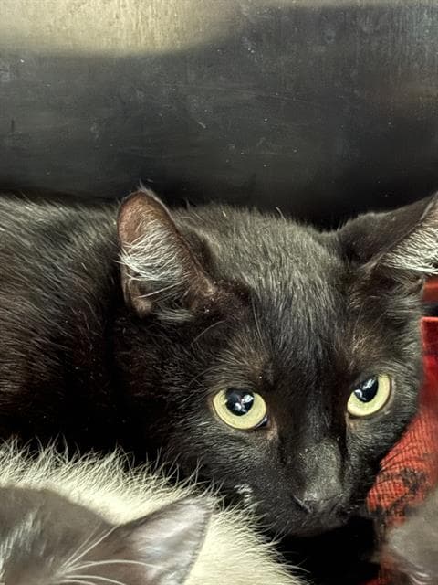 Cold Brew - Domestic Short Hair