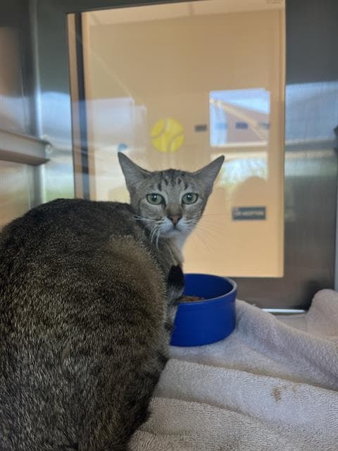 Sally - Domestic Short Hair