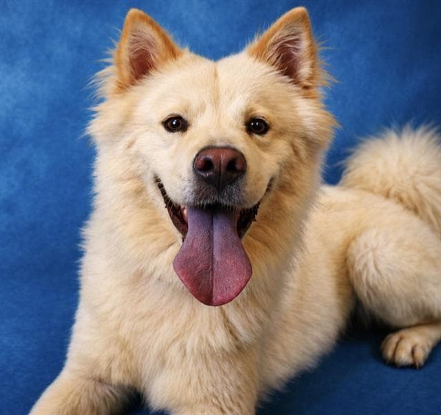 Kuma - Chow Chow