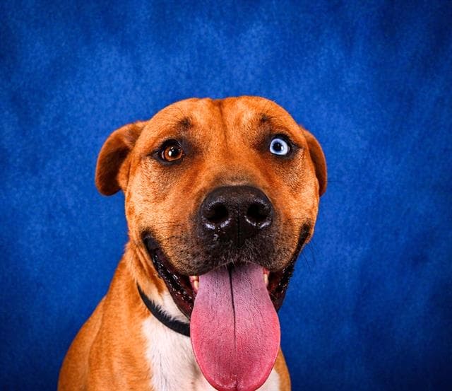 Chrom - Pit Bull Terrier