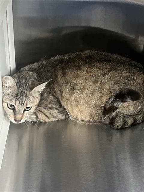 Roe - Domestic Short Hair