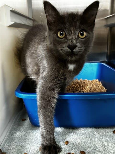 Jolene - Domestic Medium Hair