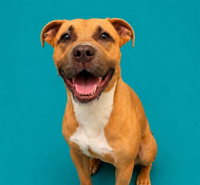 Buffy - Pit Bull Terrier