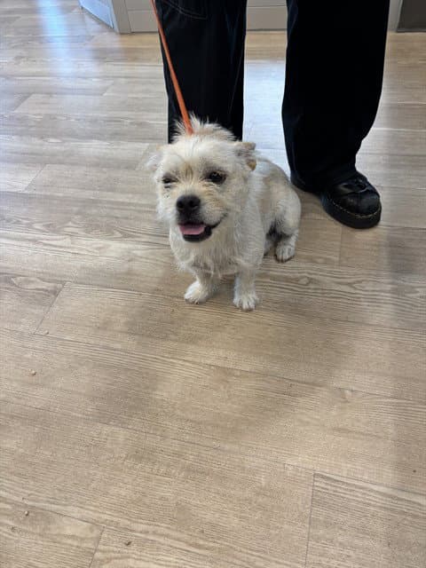 Bell - Terrier