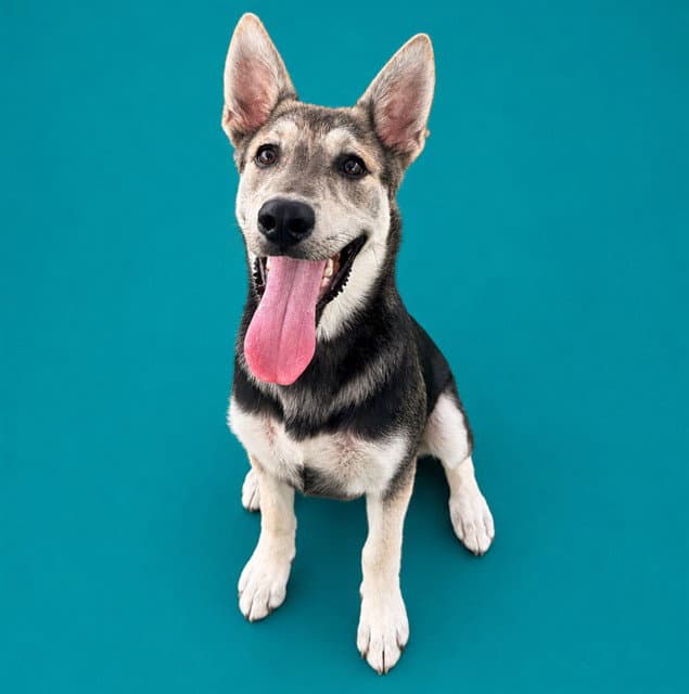 Peppy - German Shepherd Dog