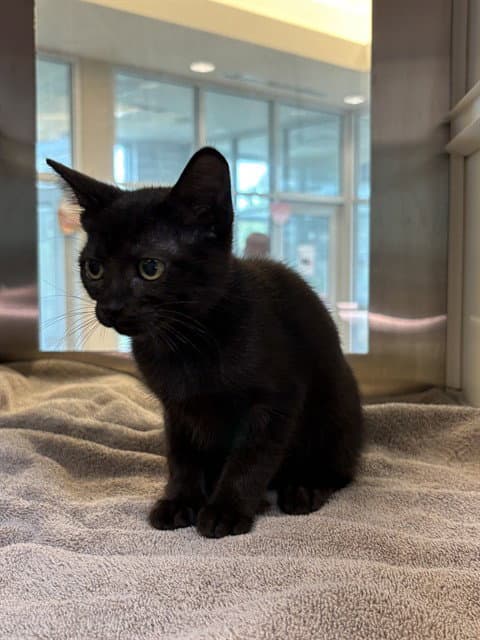 Louise - Domestic Short Hair
