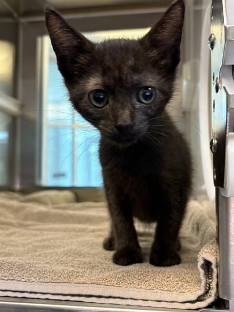 Thelma - Domestic Short Hair