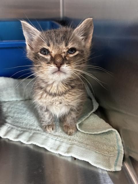 Iron Fist - Domestic Short Hair