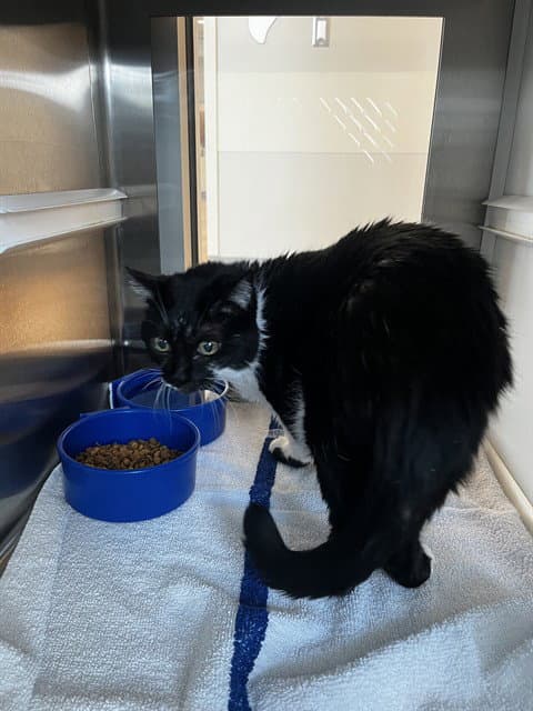 Oreo - Domestic Medium Hair