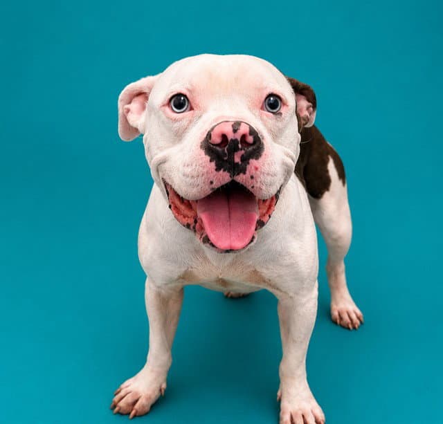 Stallone - Pit Bull Terrier