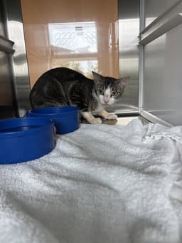 Purranormal Activity image 1