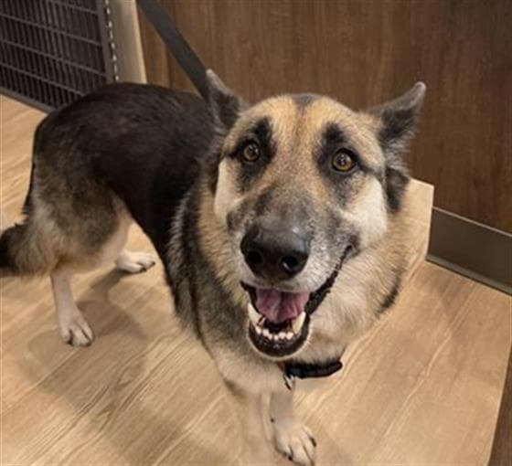 Max - German Shepherd Dog