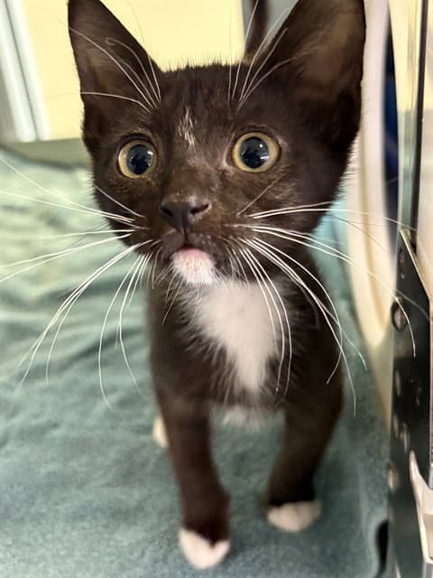 Ray - Domestic Short Hair