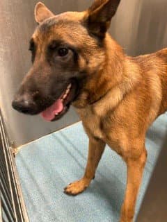 Ramon - German Shepherd Dog