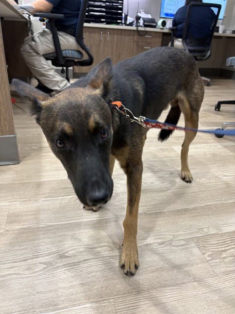 Al Poochino - German Shepherd Dog