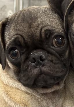 Lola image 1