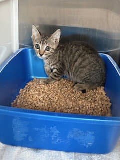 Louie - Domestic Short Hair