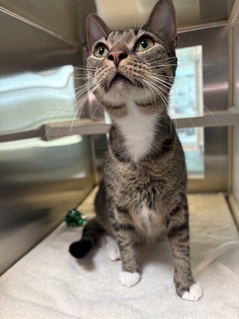 Astro - Domestic Short Hair