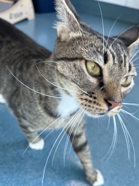 Astro - Domestic Short Hair