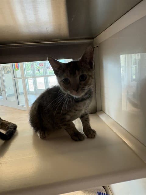 Baker - Domestic Short Hair