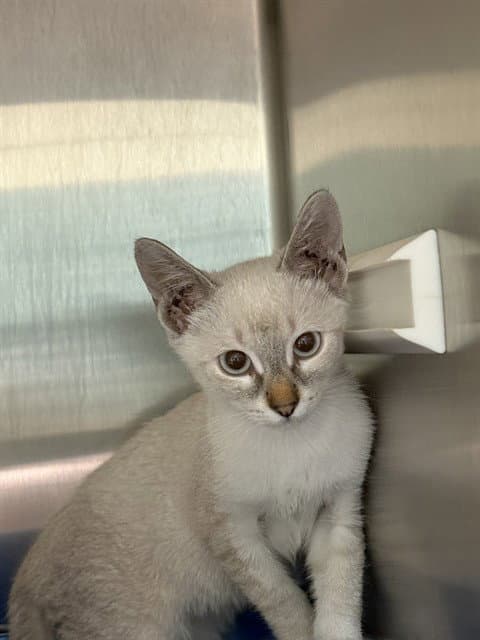 Romeo - Domestic Short Hair