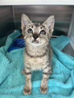 Atlantis - Domestic Short Hair