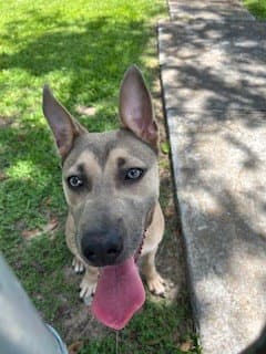 Nala - German Shepherd Dog
