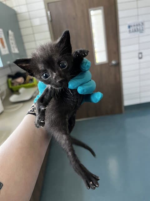 Bruce - Domestic Short Hair