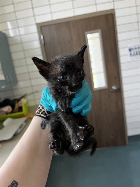 Byze - Domestic Short Hair