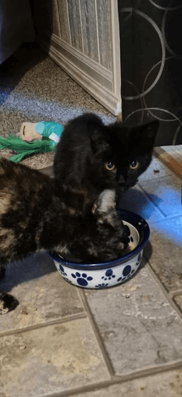 Binx image 1