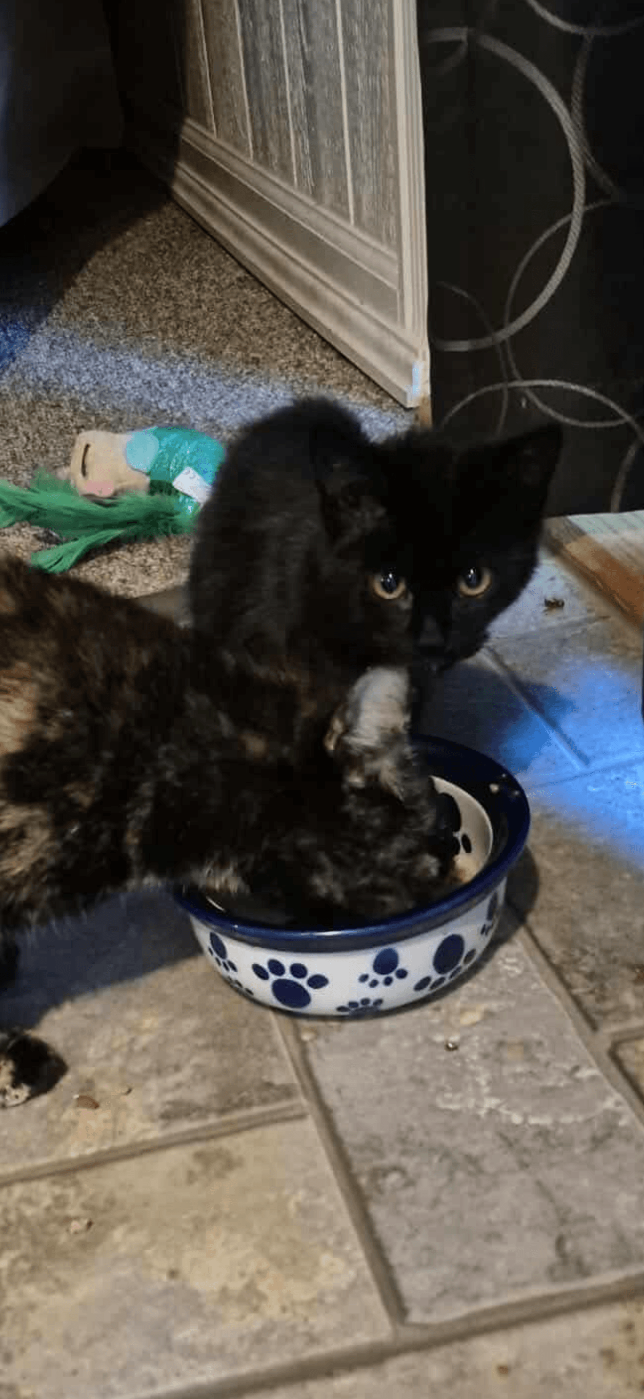 Binx - Domestic Short Hair