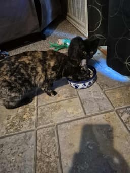 Binx image 2