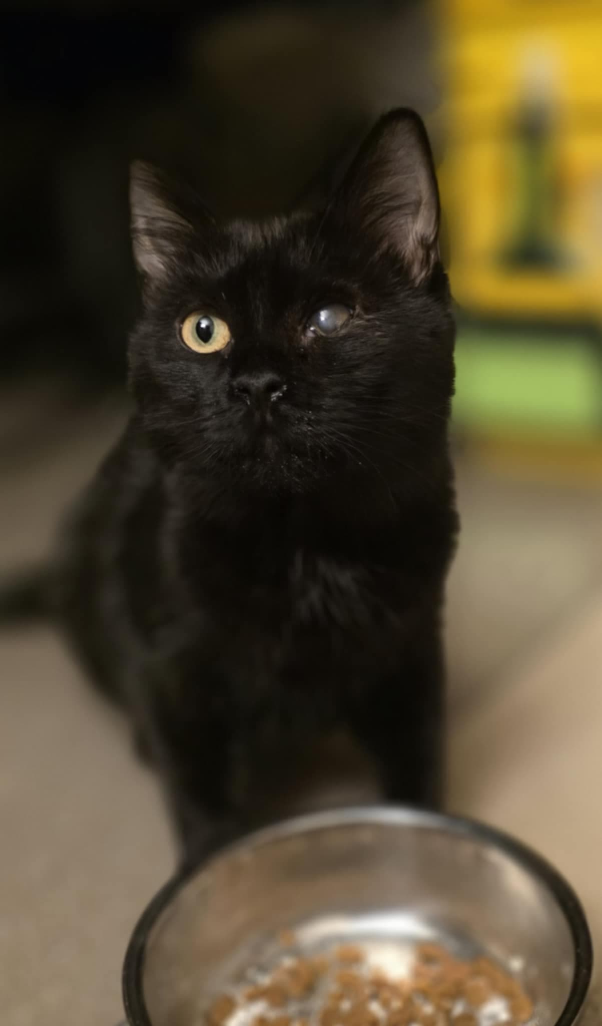 Esmeralda - Domestic Medium Hair