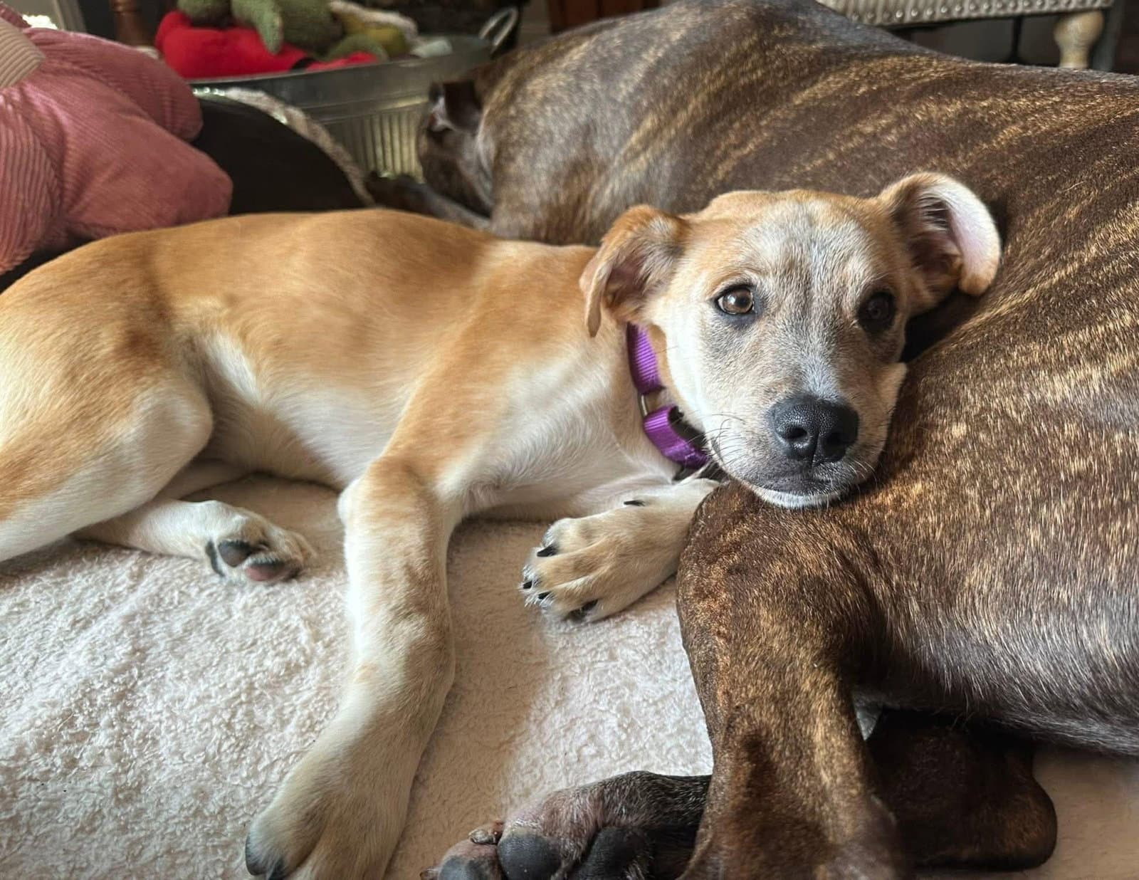 Lucille - Hound