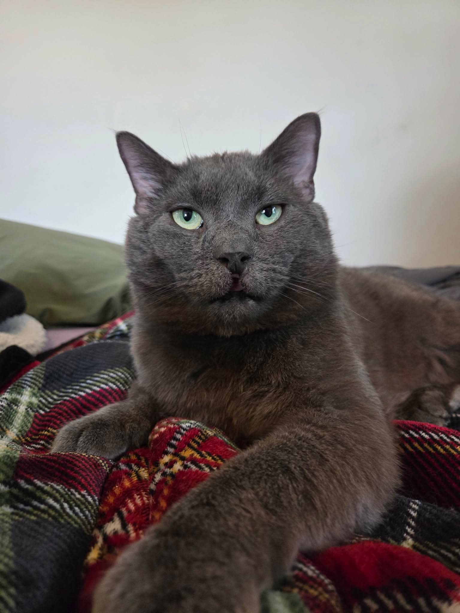 Toby - Domestic Medium Hair