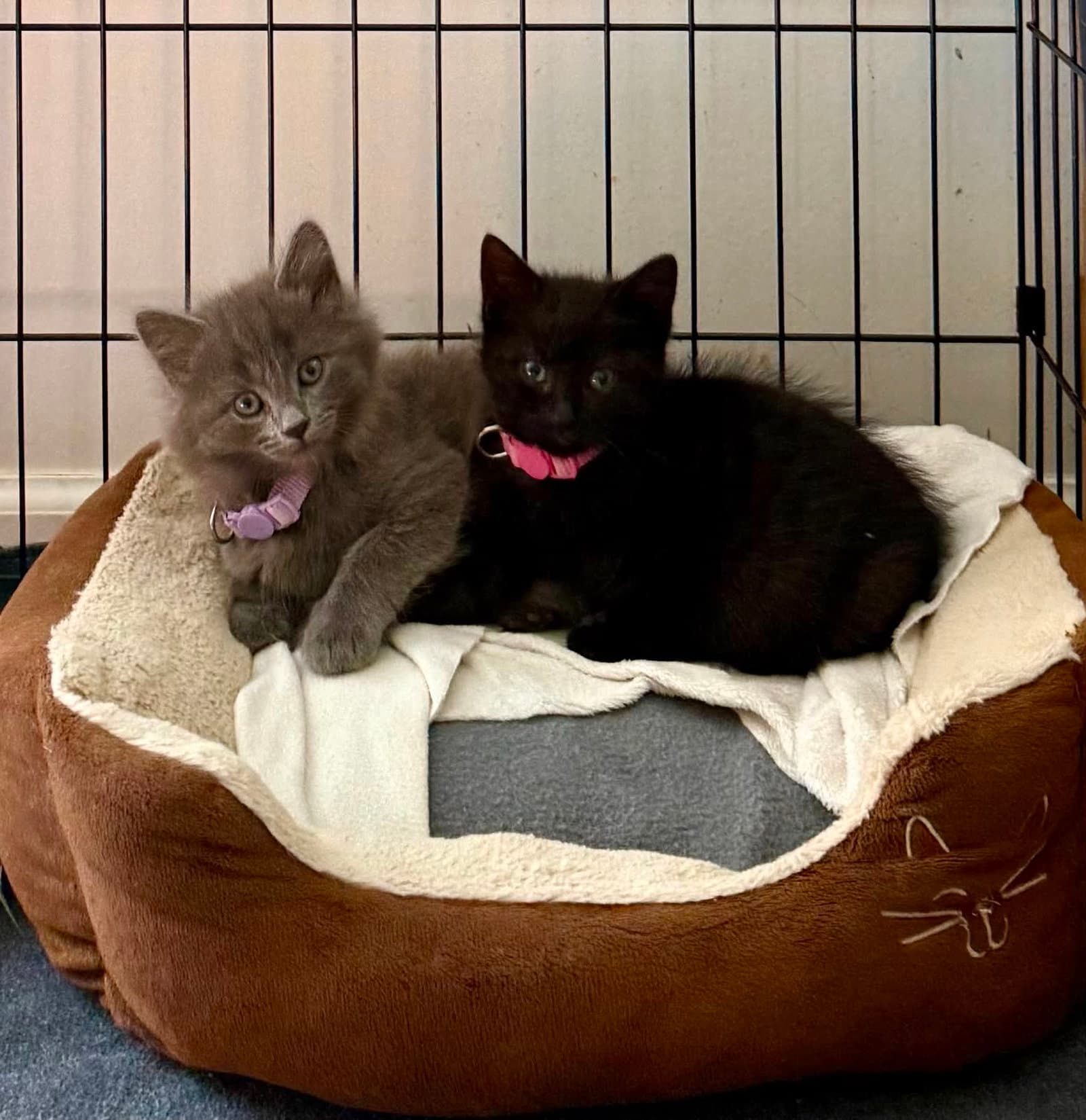 Ethel  Lucy - Domestic Medium Hair