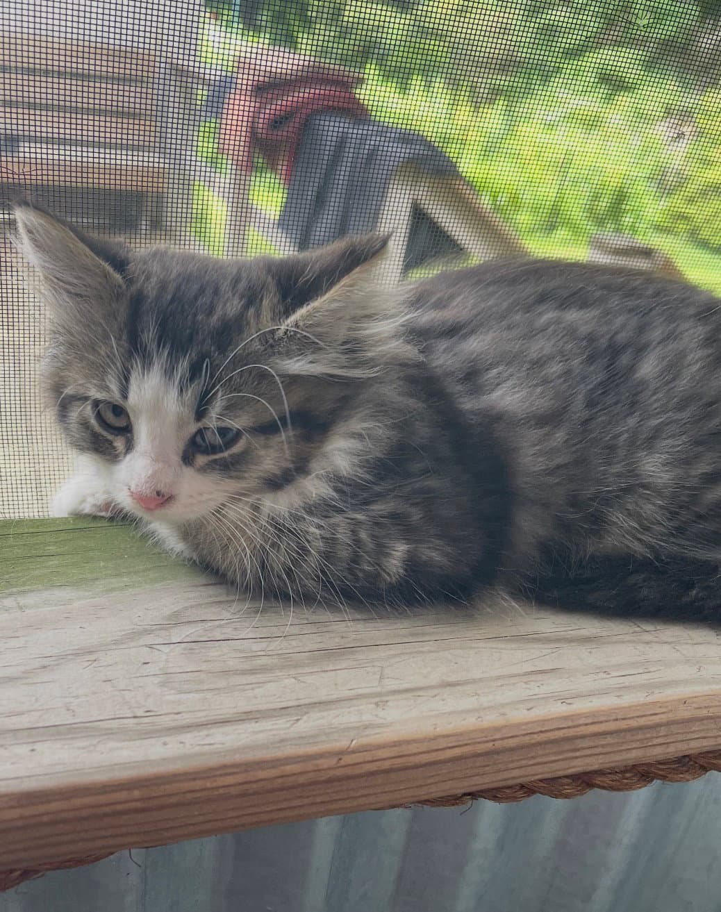 Eloise - Domestic Medium Hair