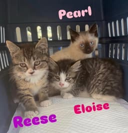 Eloise image 3