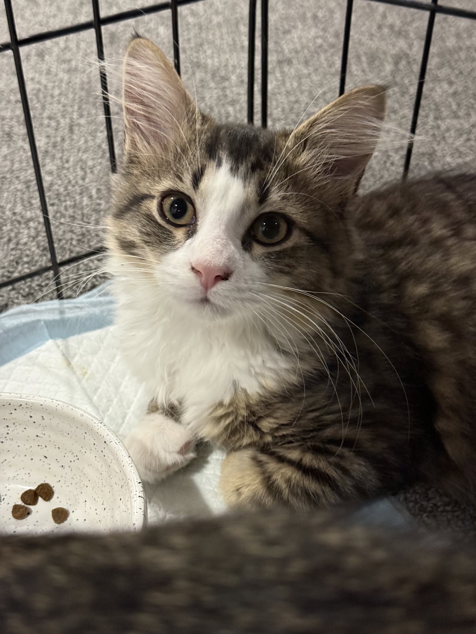 Eloise - Domestic Medium Hair