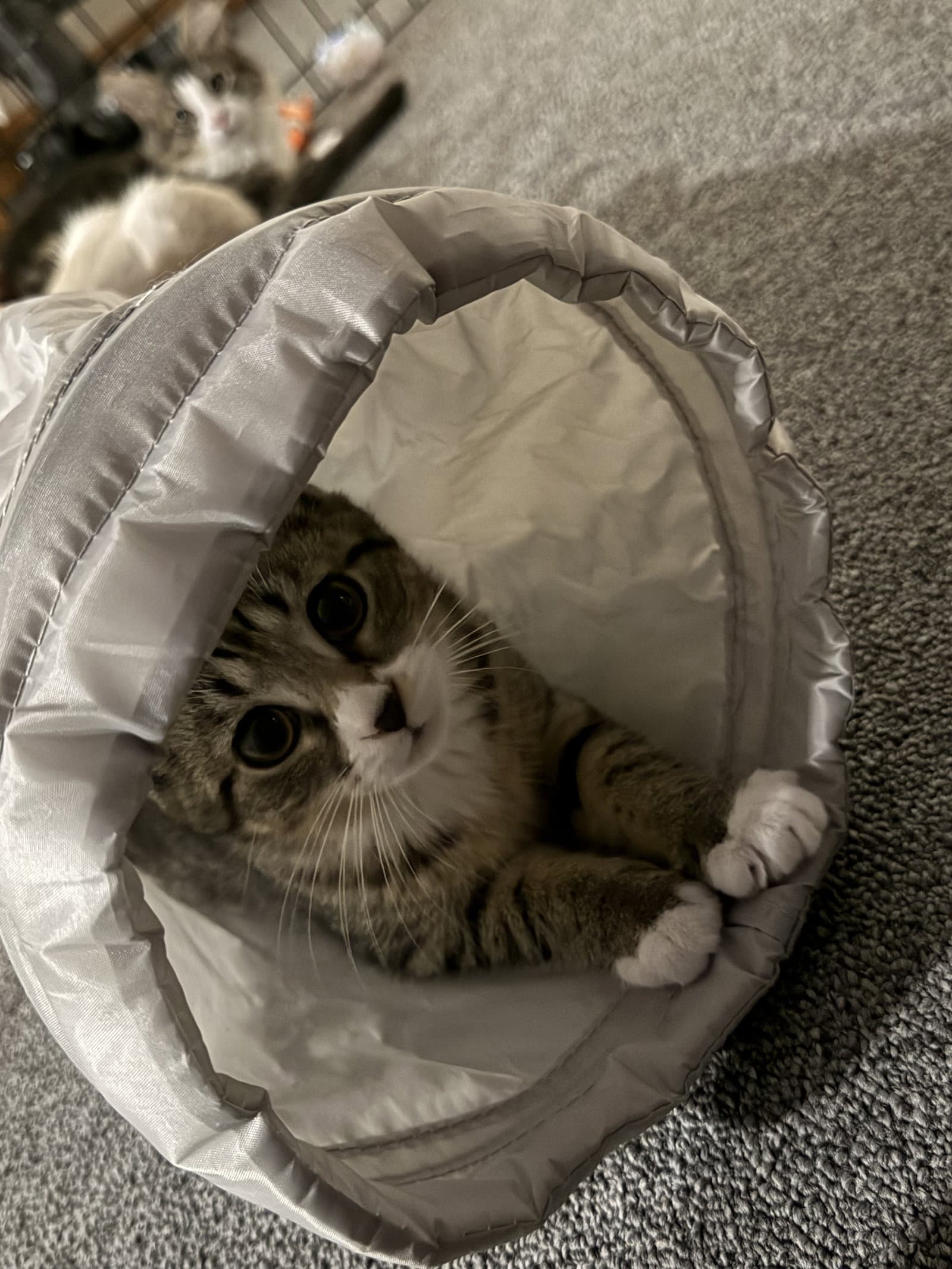Reese - Domestic Short Hair