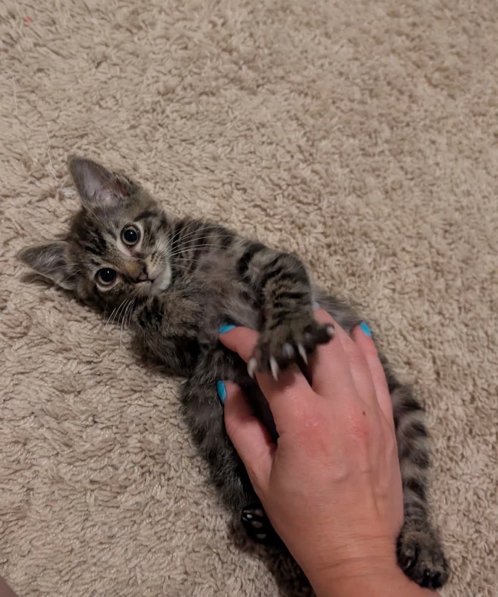 Bell - Tabby