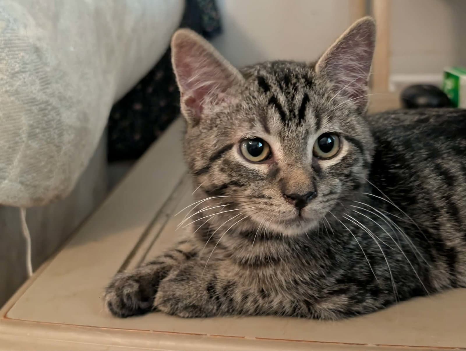 Bell - Tabby