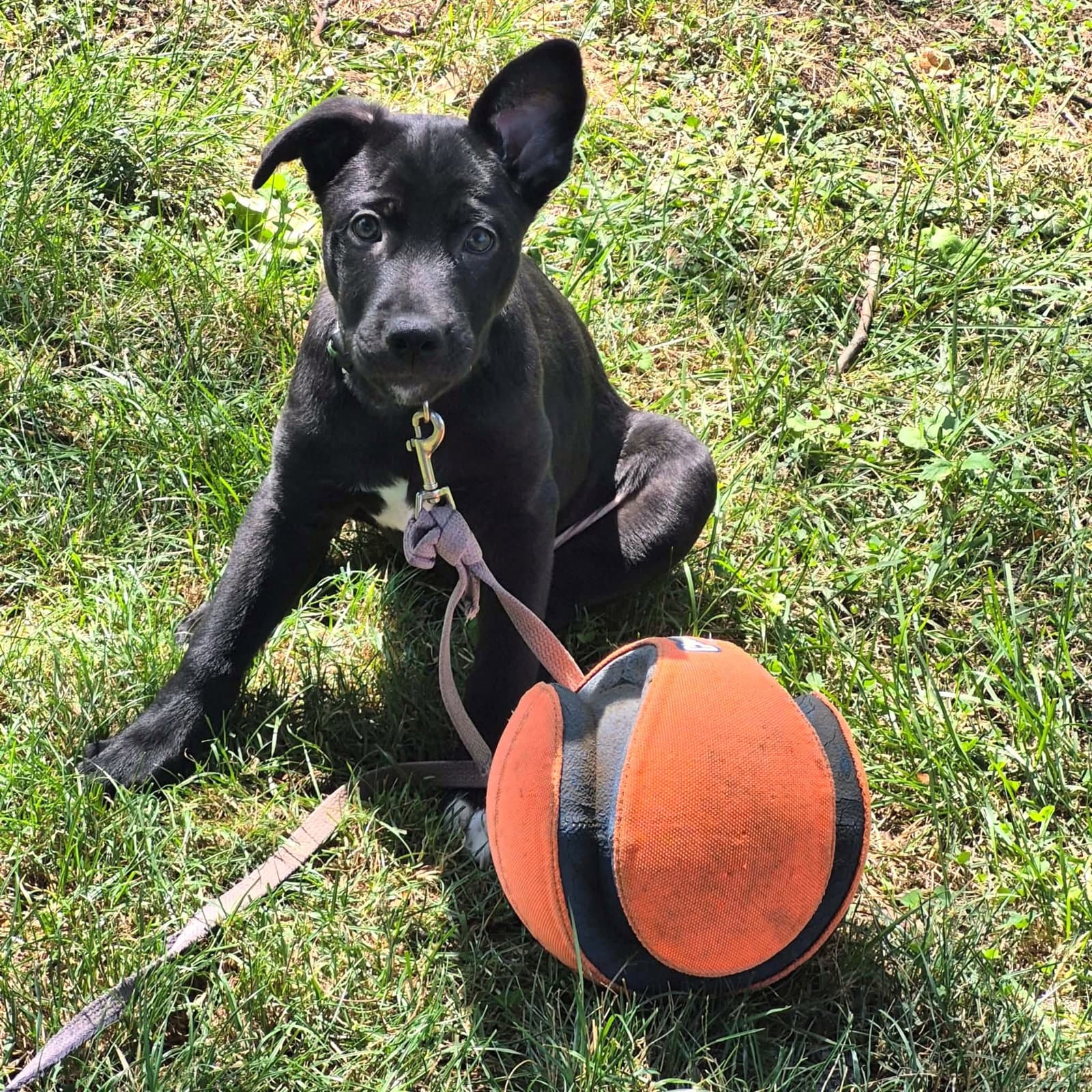 Ringo - Labrador Retriever