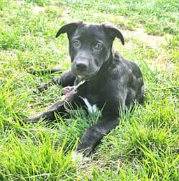 Ringo image 2