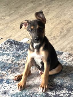 Murphy image 4