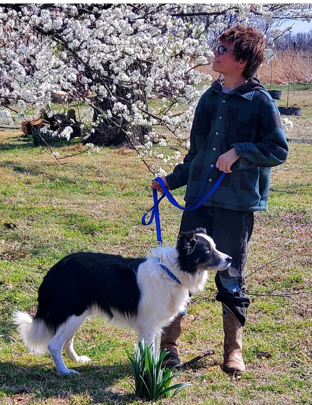 Roosevelt - Border Collie