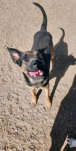 Buster image 2